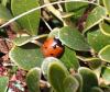 Coccinella septempunctata